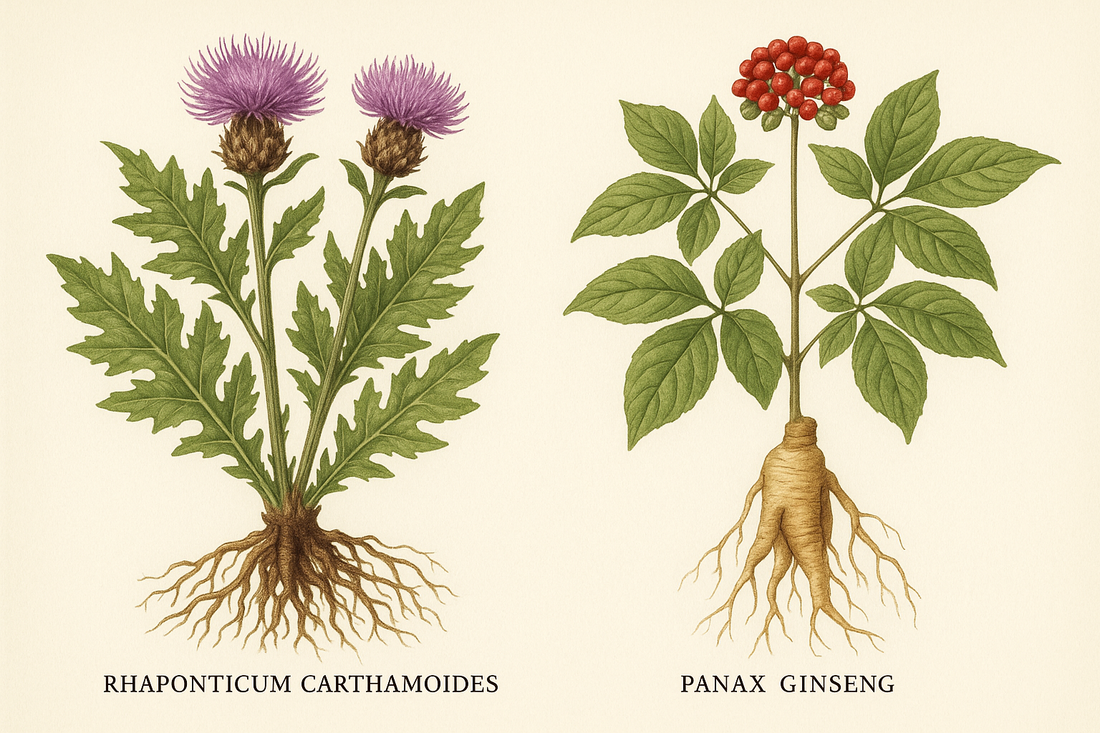 Левзея и Жен-шен – естествената енергия, която активира метаболизма и подпомага отслабването